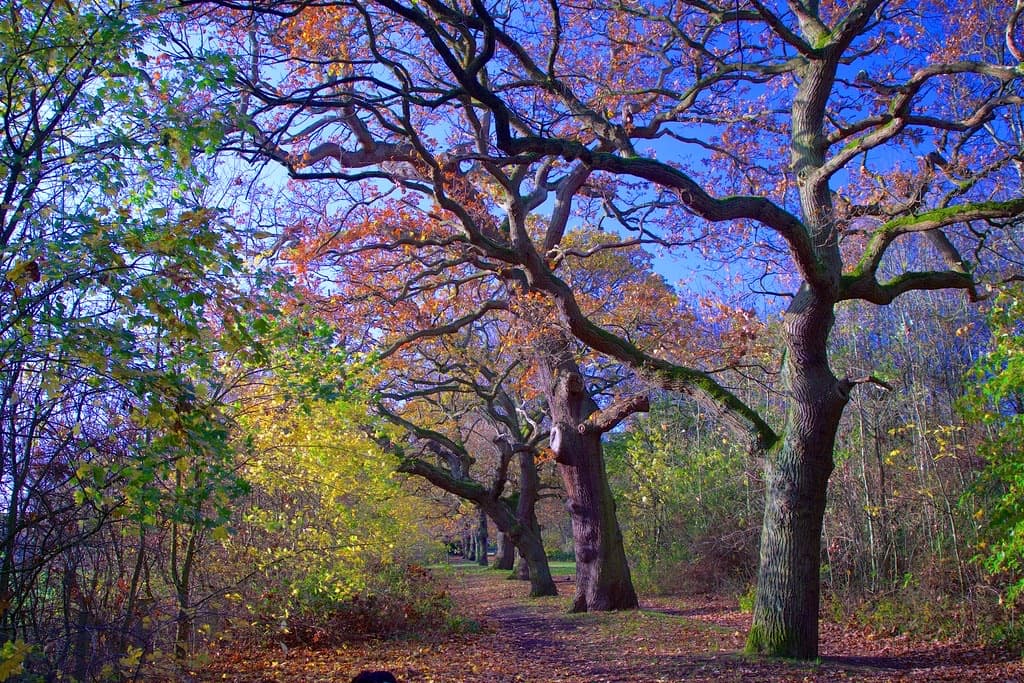 Ashton Court Meadows